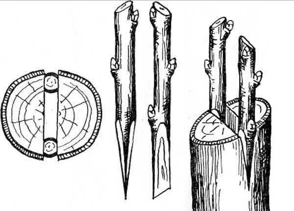 Как привить яблоню на дичку: пошаговое руководство для начинающих садоводов