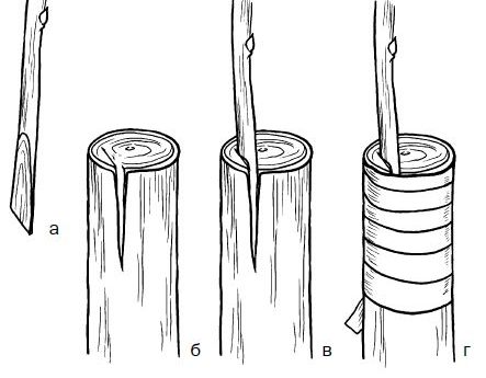 полное руководство по прививке яблони в расщеп для новичков
