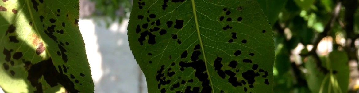 Черные пятна на листьях яблони: причины и методы их лечения