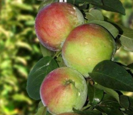 Яблоня Гирлянда Описание Фото Отзывы