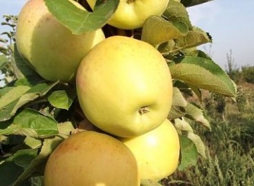 Яблоня Янтарное ожерелье: особенности сорта и ухода