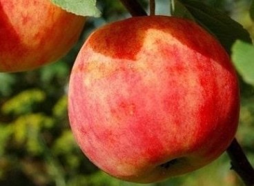 Яблоня Горнист: особенности сорта и ухода