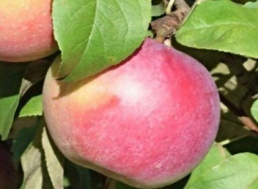 Яблоня Кумир: особенности сорта и ухода