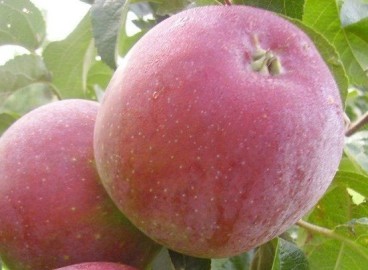 Яблоня Маяк Загорья: особенности сорта и ухода