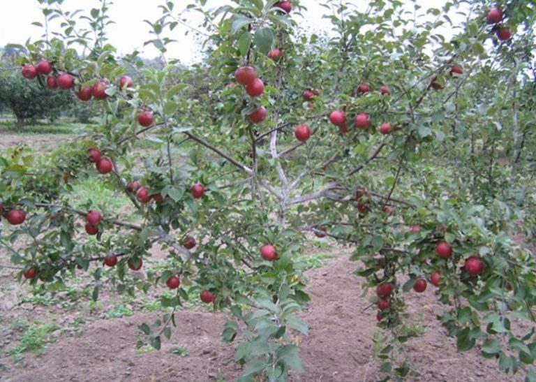 Яблоко коваленковское фото и описание