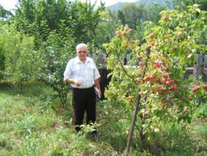 Яблоня Аленушка: особенности сорта и ухода