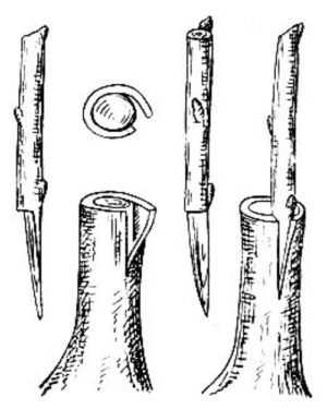 прививка под кору к дичке