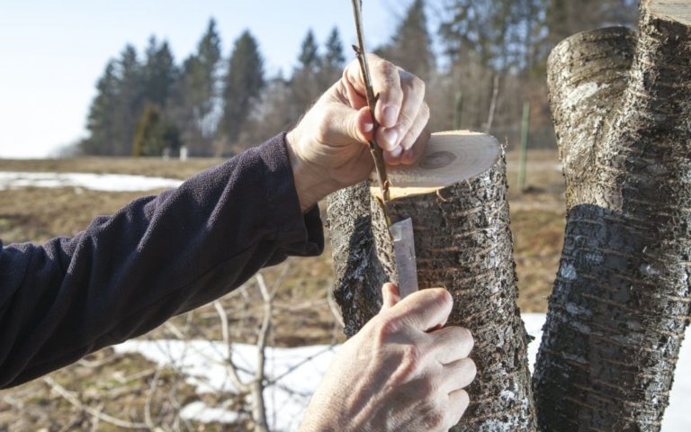 прививка к дичке под кору