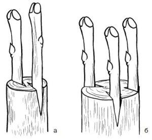 Способы прививки плодовых деревьев весной: выбираем оптимальный
