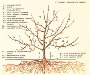 Формирование кроны колоновидной яблони схема