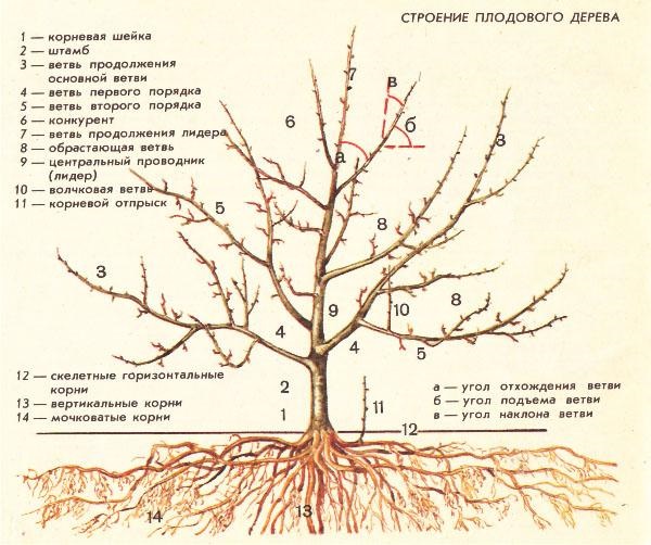 строение кроны яблони