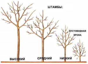 Корневая Система Яблони Схема Фото