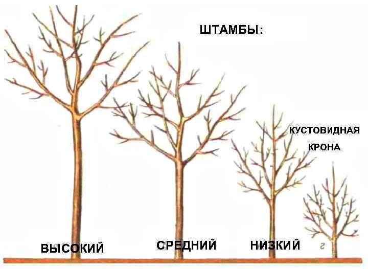 Как формировать яблоню схема