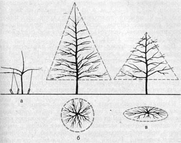 Схемы формирования кроны яблони и правила обрезки ветвей