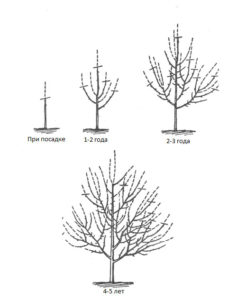 Схемы формирования кроны яблони и правила обрезки ветвей