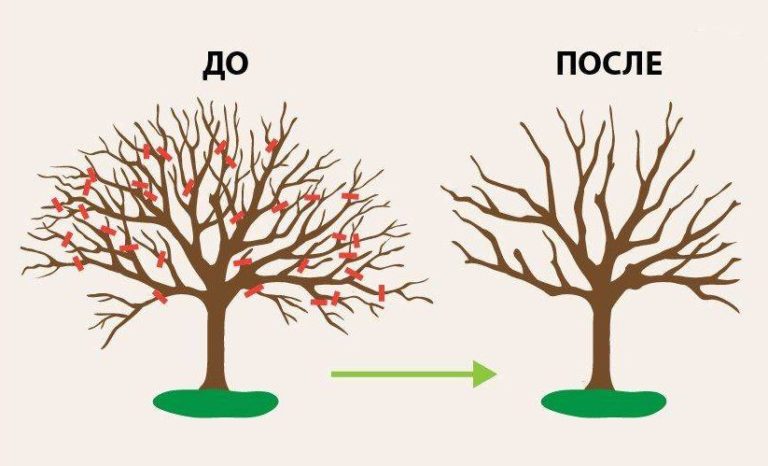 Как обрезать старую грушу весной для начинающих схемы с подробным описанием