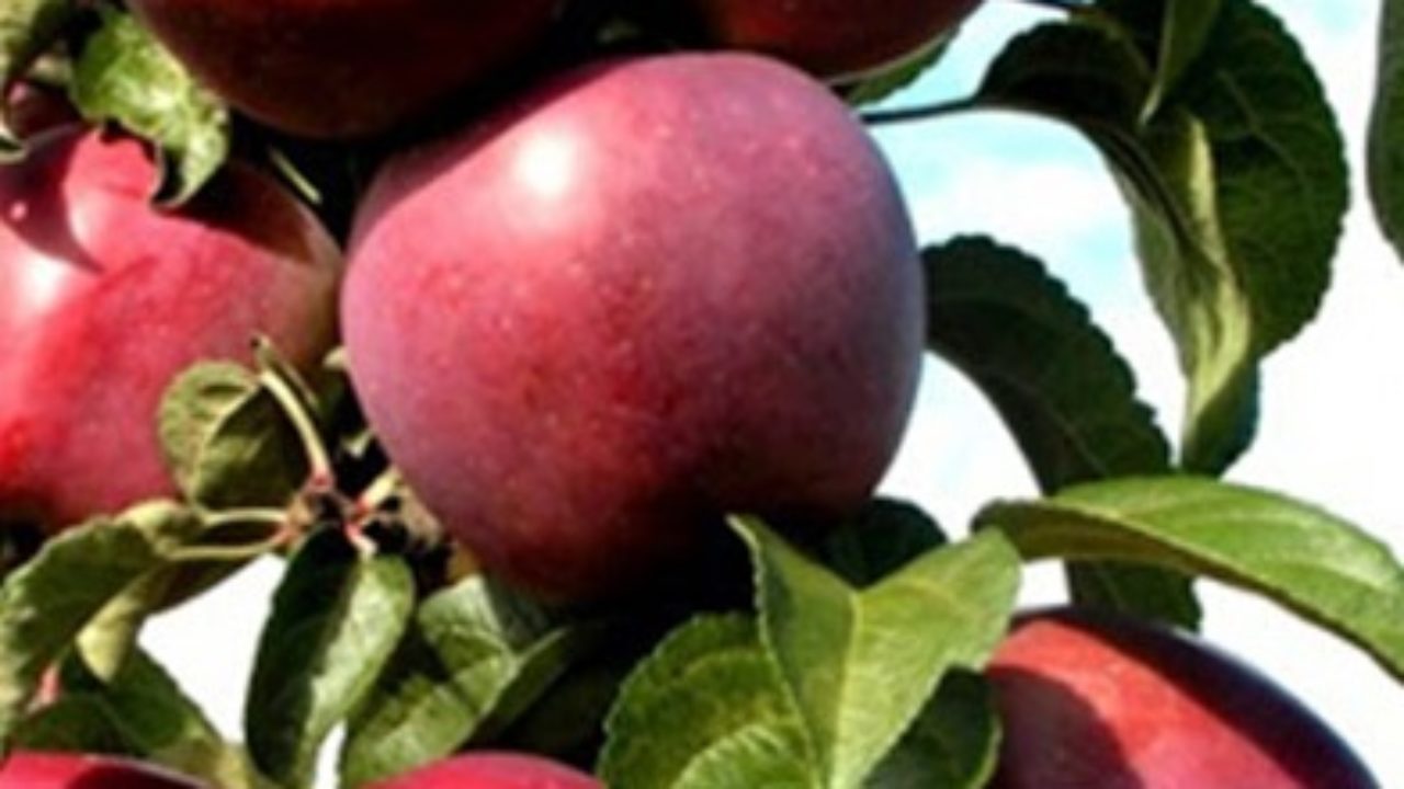 Колоновидная Яблоня Червонец Описание Фото – Telegraph