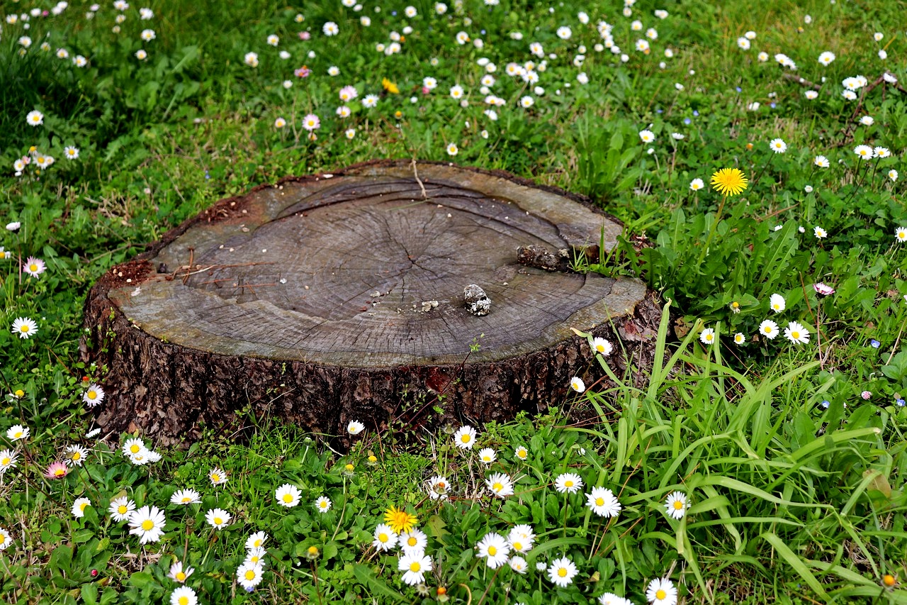 Как выкорчевать яблоню или ее пень на участке своими руками: методы с ...