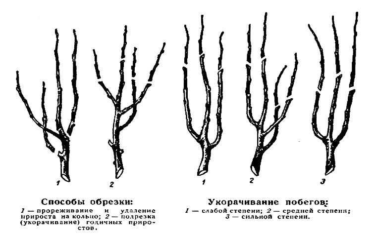 Правильная обрезка яблони осенью пошаговое руководство