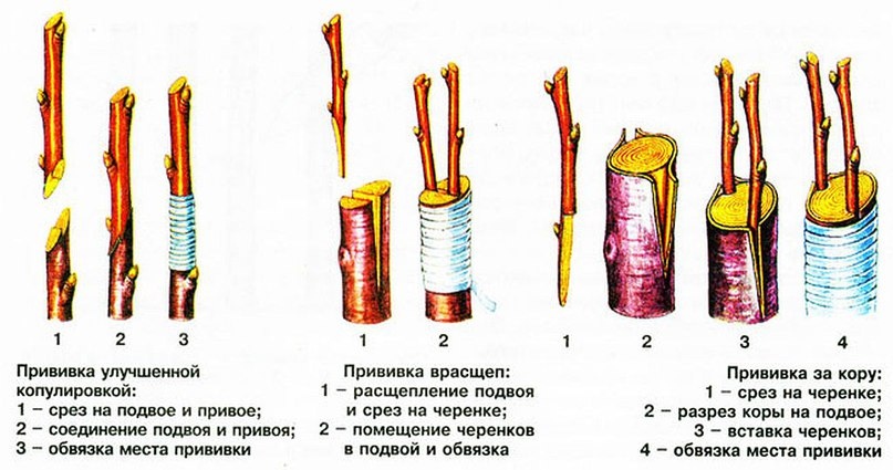 Прививка яблони осенью для начинающих: сроки, правила, способы