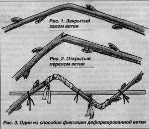 Как вырастить саженец яблони из ветки: укореняем черенок в воде и земле