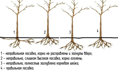 Где посадить яблоню на участке