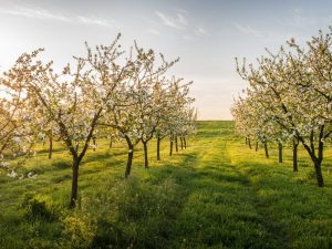 Яблоня Аркад желтый: особенности сорта и ухода