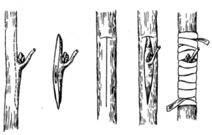 Способы прививки плодовых деревьев весной: выбираем оптимальный
