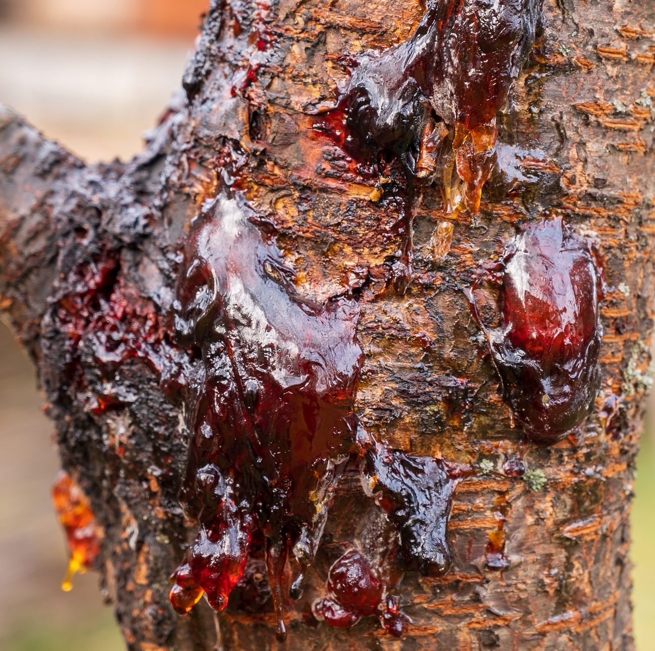 Почему с яблони капает липкая жидкость: причины болезни и способы ...