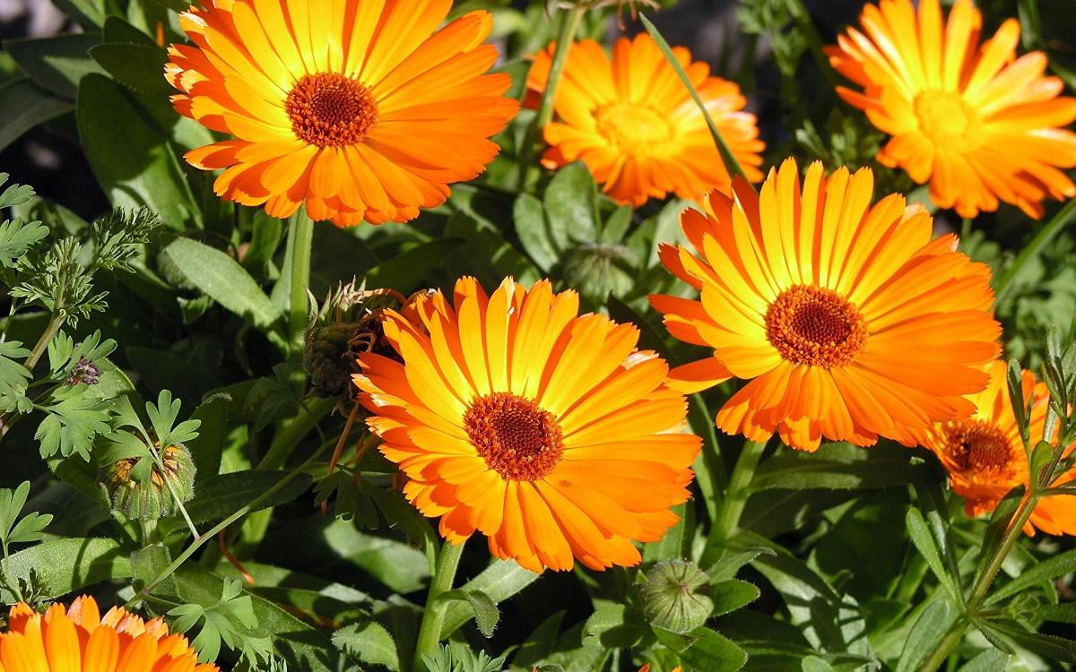 Календула лекарственная (Calendula officinalis)